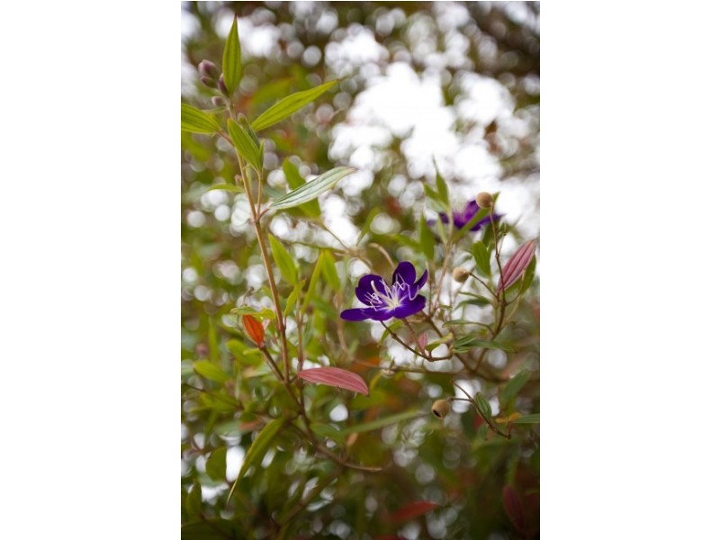 54 Lorking Street, Bellambi NSW 2518