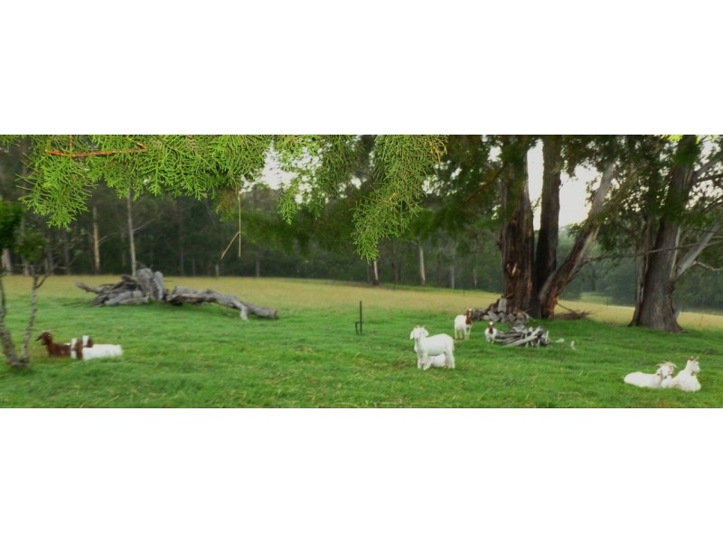 The Sheep Track, Brooman NSW 2538