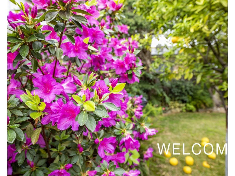 1 Rothwell Avenue, North Strathfield NSW 2137