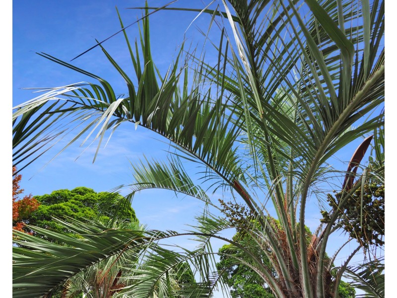 10 The Drive, Concord West NSW 2138