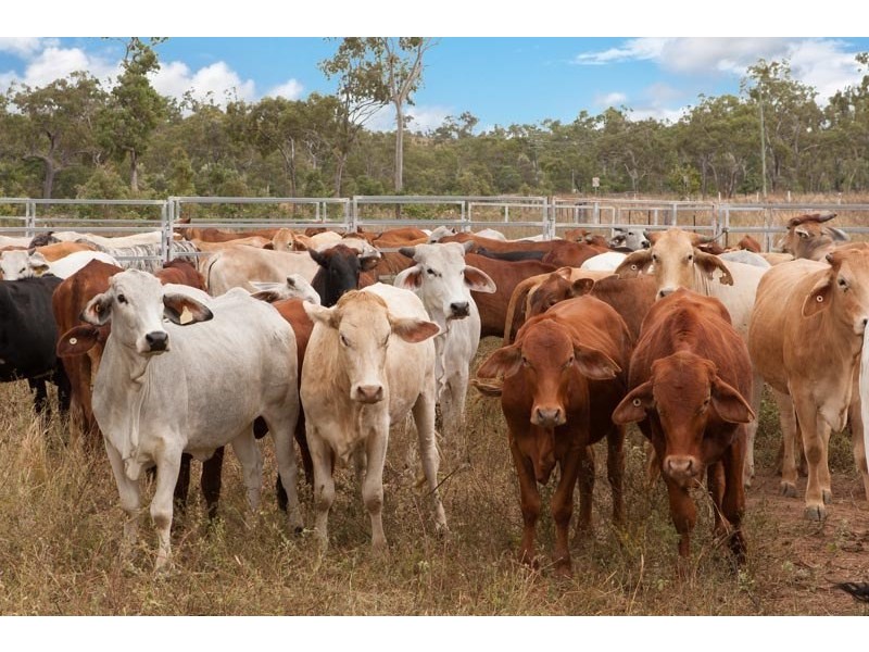 31 Oaky Valley Avenue, Mareeba QLD 4880