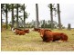 Lot 4 Jerome Road, Yungaburra QLD 4884