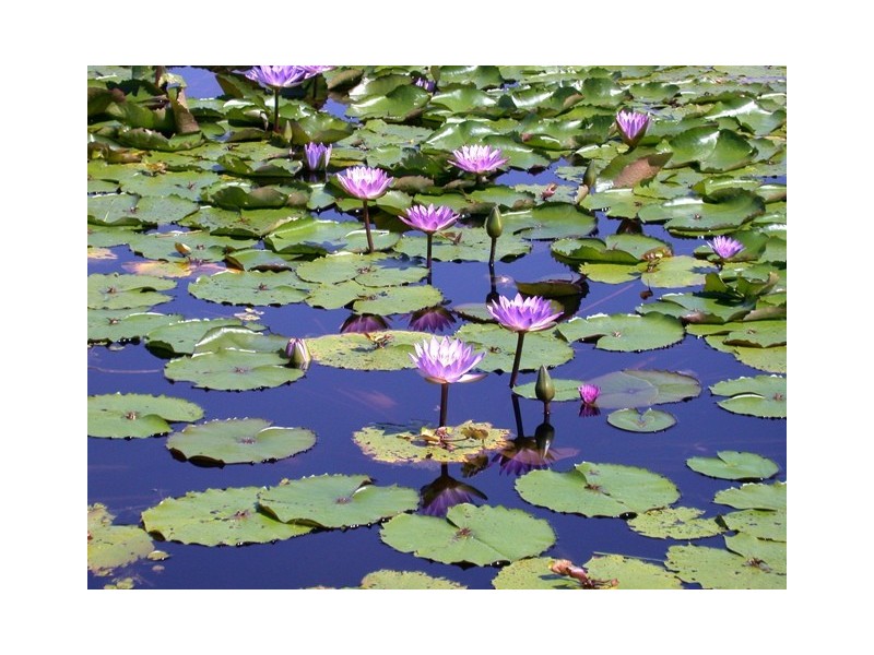 63 Mitre Street, Port Douglas QLD 4877