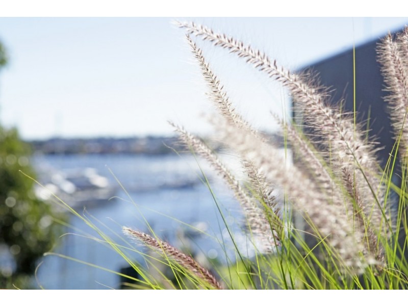 5 Tilba Avenue, Balmain NSW 2041