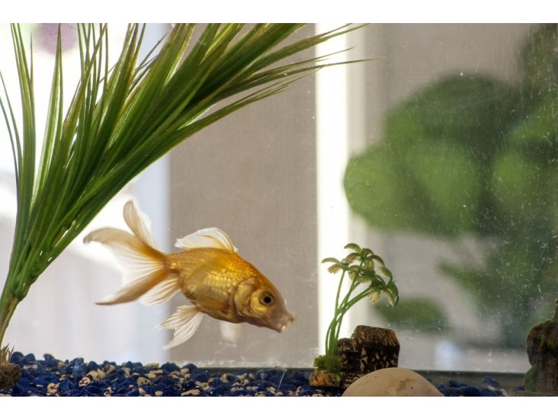 4/15 Australia Street, Croydon NSW 2132