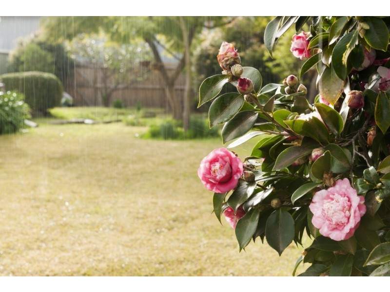 20 May Street, Lilyfield NSW 2040