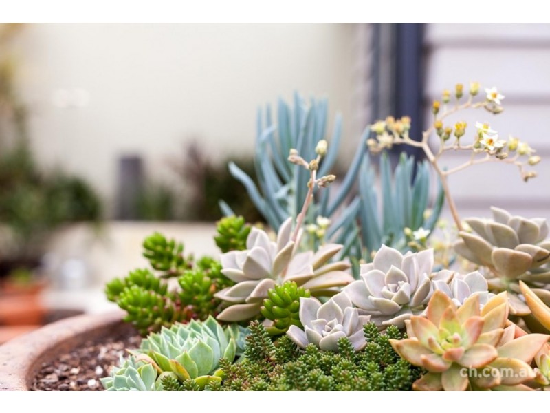 9 Davidson Street, Balmain NSW 2041