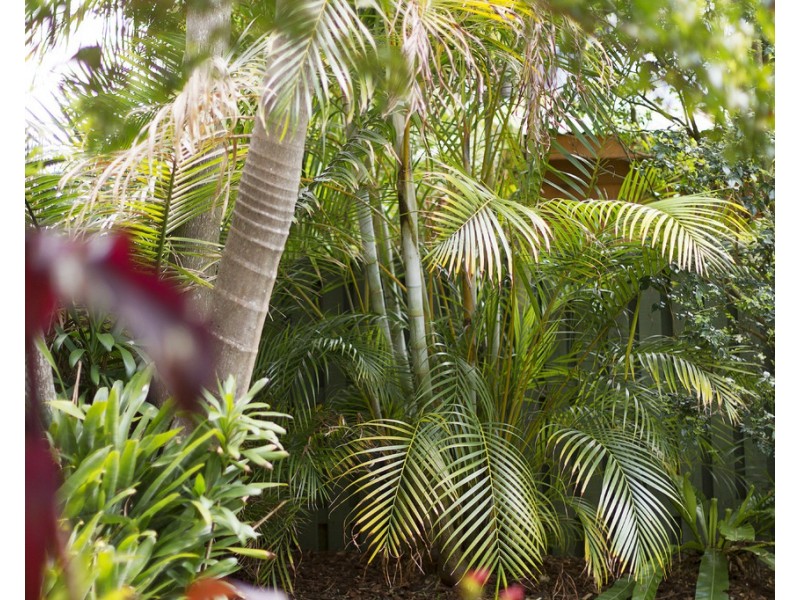 36b Serpentine Crescent, North Balgowlah NSW 2093