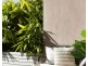 5/2-6 The Crescent, Dee Why NSW 2099
