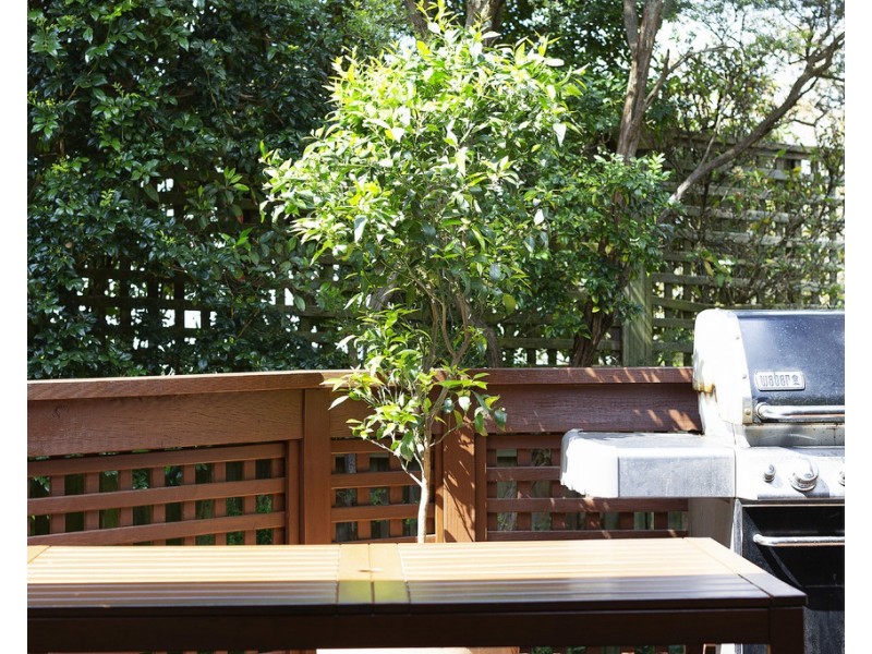 25a Illalong Avenue, North Balgowlah NSW 2093