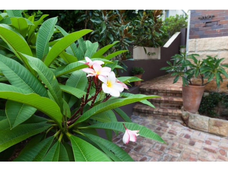 17 Hilltop Crescent, Fairlight NSW 2094