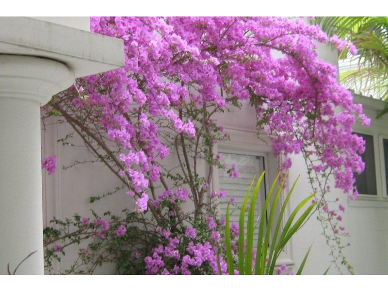 1/30-32 Cowan Road, St Ives NSW 2075