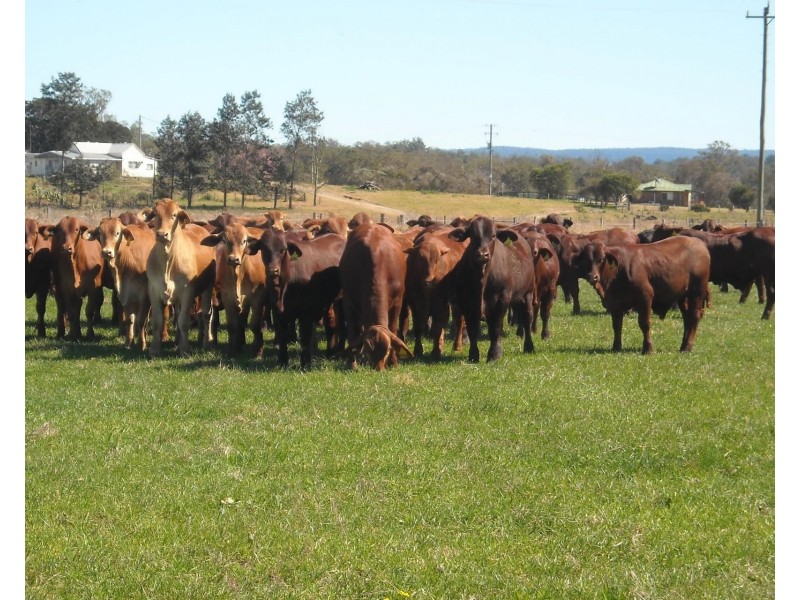 1605 Sextonville Road, Casino NSW 2470