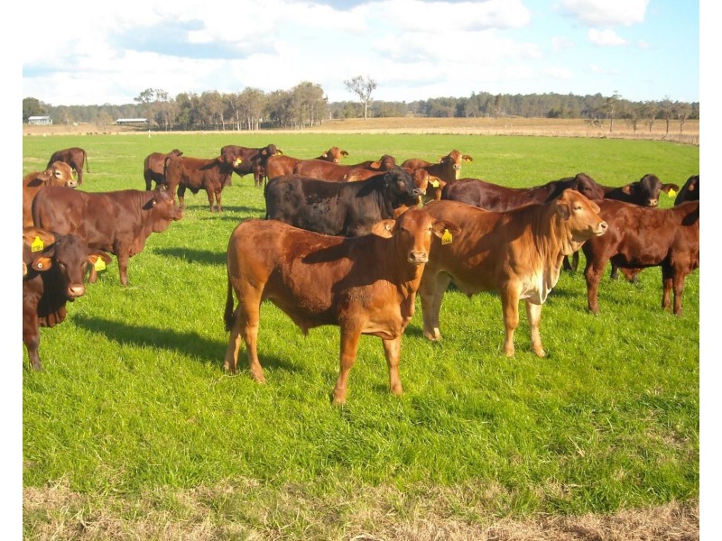 1605 Sextonville Road, Casino NSW 2470