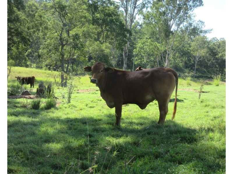 263 Dunns Road, Doubtful Creek NSW 2470