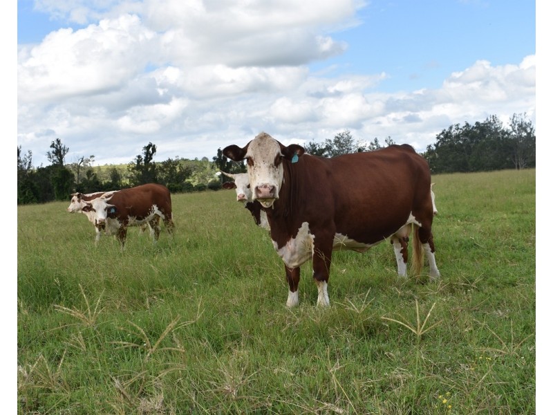 2066 Sextonville Road, Casino NSW 2470