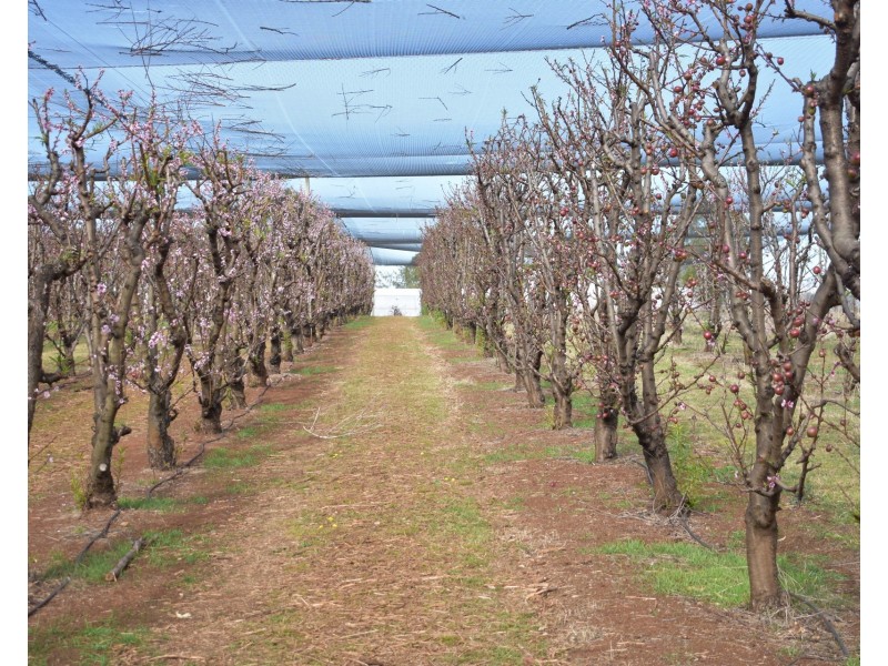 1190 Hogarth Range Road, Hogarth Range NSW 2469