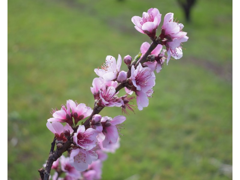 1190 Hogarth Range Road, Hogarth Range NSW 2469