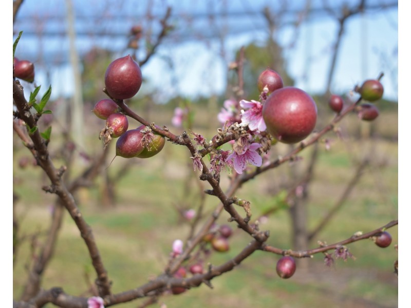 1190 Hogarth Range Road, Hogarth Range NSW 2469