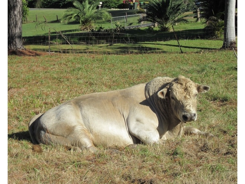 Lot 2 173 Braford Drive, Bonville NSW 2441