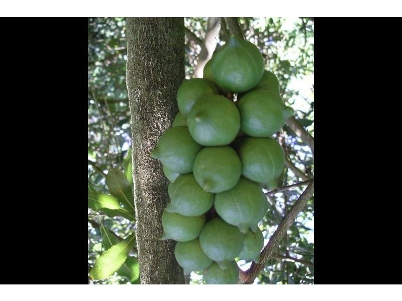 299 Bates Road, Kin Kin QLD 4571