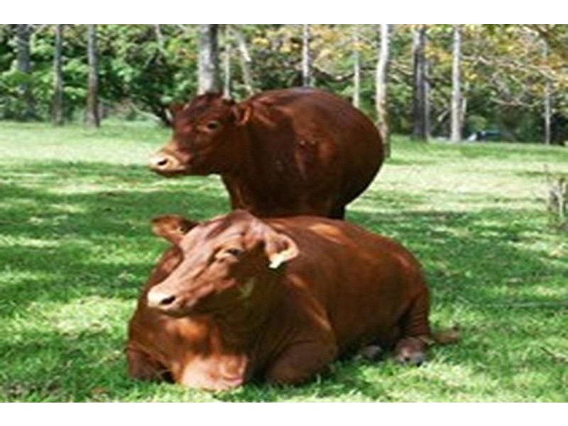 116 Seib Road, Eumundi QLD 4562