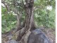 Lot 237,  Stuart Highway, Coomalie Creek NT 0845