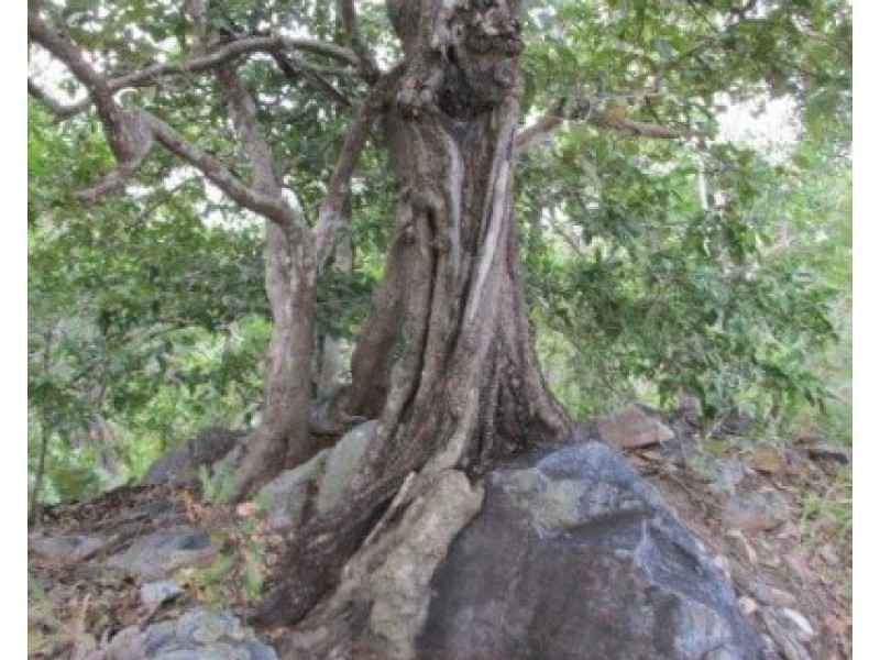 Lot 237,  Stuart Highway, Coomalie Creek NT 0845