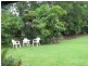 Darwin River NT 0841
