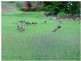 Darwin River NT 0841