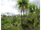 Batchelor NT 0845