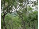 Coomalie Creek NT 0845