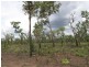 Batchelor NT 0845