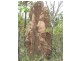 Batchelor NT 0845