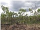 Batchelor NT 0845