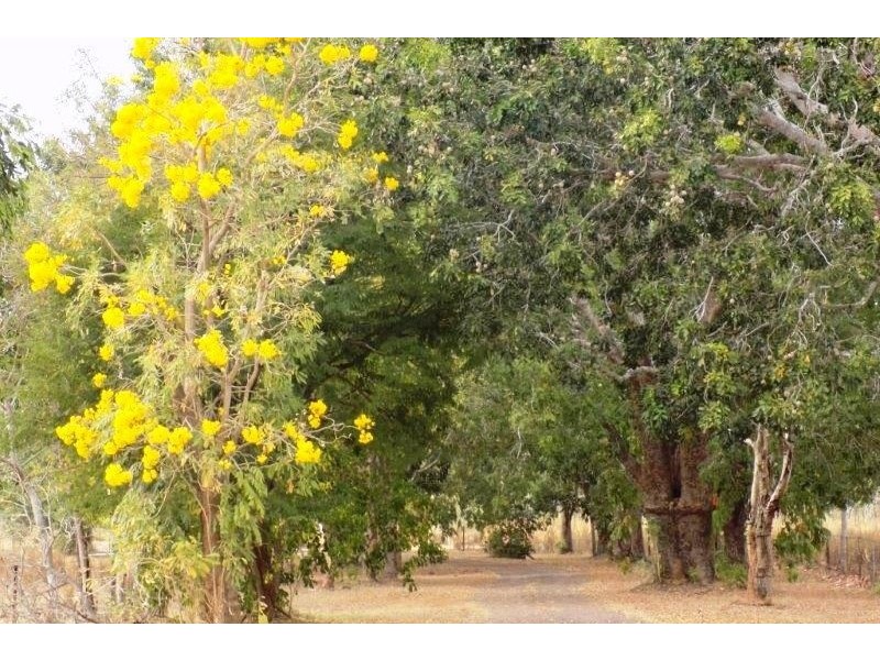 Acacia Hills NT 0822