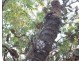 1340 Cox Peninsula Road, Berry Springs NT 0838