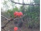 1340 Cox Peninsula Road, Berry Springs NT 0838