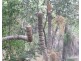 1340 Cox Peninsula Road, Berry Springs NT 0838