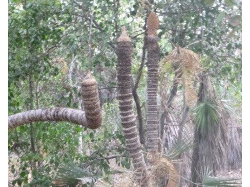 1340 Cox Peninsula Road, Berry Springs NT 0838
