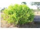 173 Coda Road, Dundee Downs NT 0840