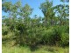 Lot 1459,  Banyan Road, Batchelor NT 0845