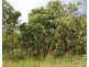 Lot 50, Mira Road, Tumbling Waters NT 0837