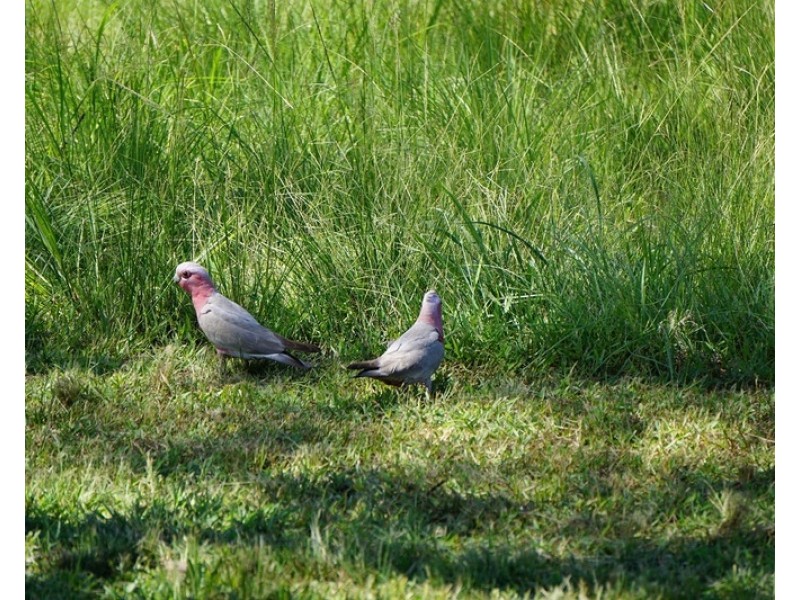 203 Dorat Road, Adelaide River NT 0846