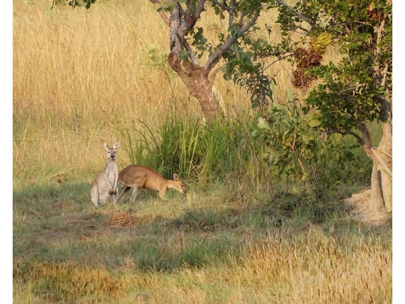 203 Dorat Road, Adelaide River NT 0846