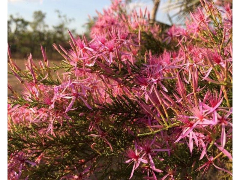 Lot 2626 Brougham Road, Fly Creek NT 0822