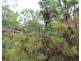 Lot 2626 Brougham Road, Fly Creek NT 0822