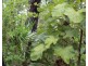 Darwin River NT 0841