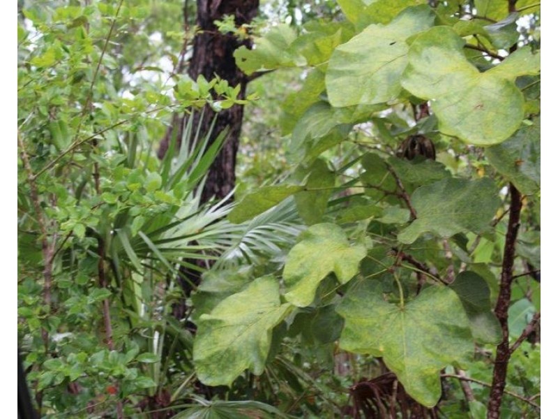 Darwin River NT 0841