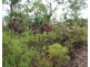 Darwin River NT 0841